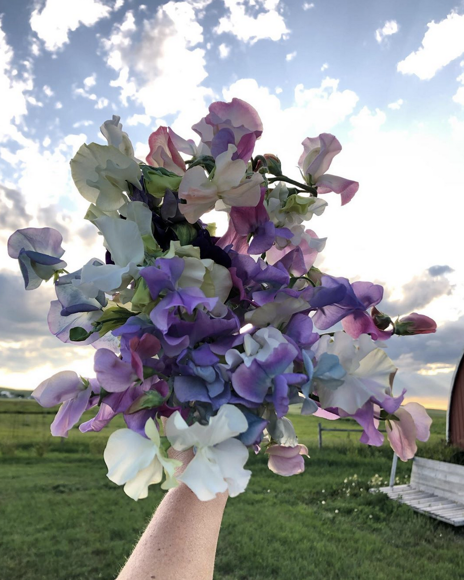 A bouquet of sweet peas A bouquet of sweet peas