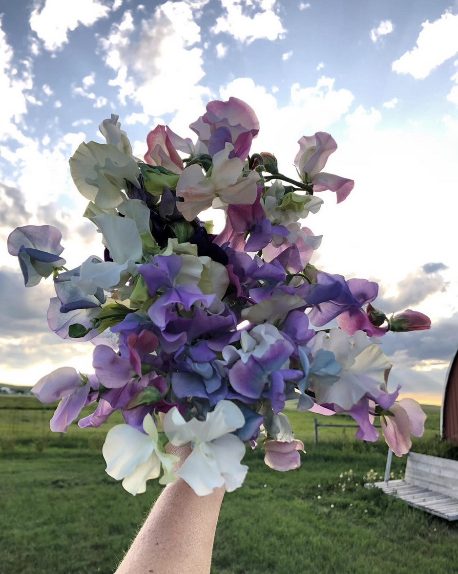 A bouquet of sweet peas