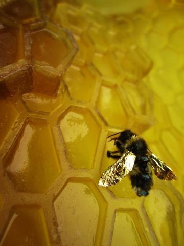 Telling the Bees_JGray.jpeg