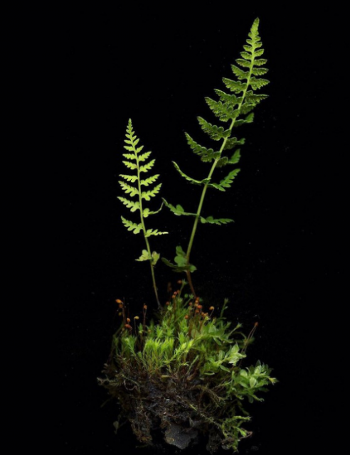 in situ