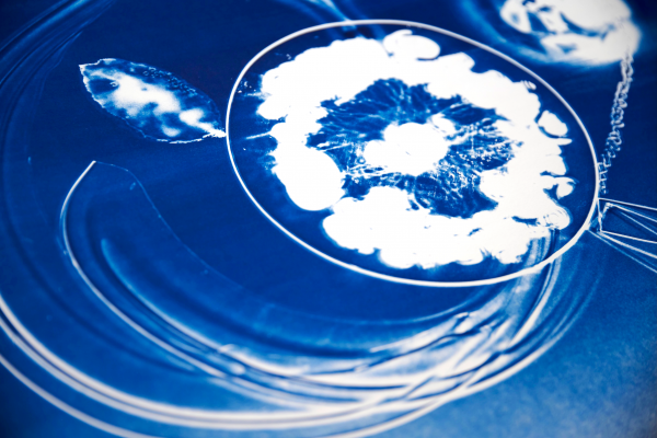 Leia Guo, Scrappy #2