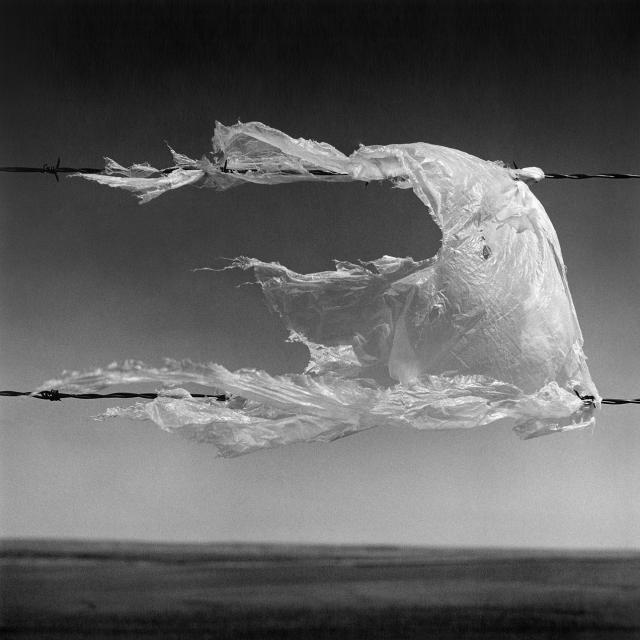 Snag – Box Springs Road, Cypress County, AB, Canada