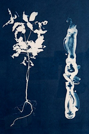 Cyanotype Workshop with Mireille Perron